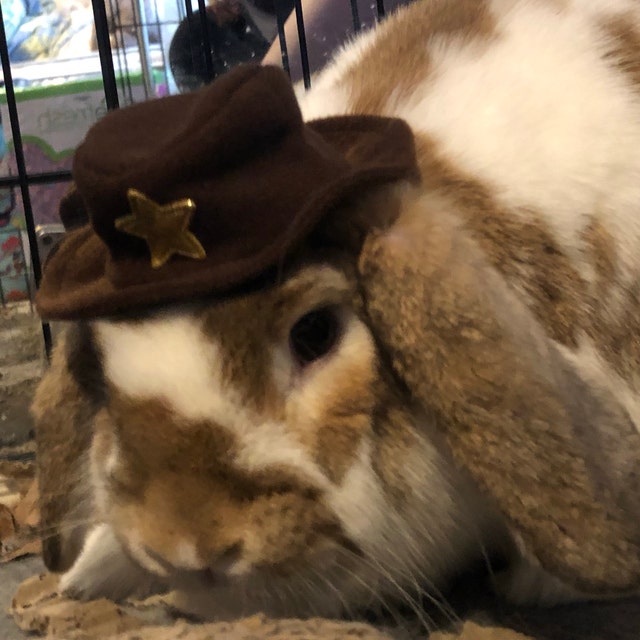 Chapeau de cowboy pour lapin de compagnie et autres petits animaux