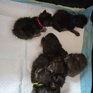 Bonnie added a photo of their purchase