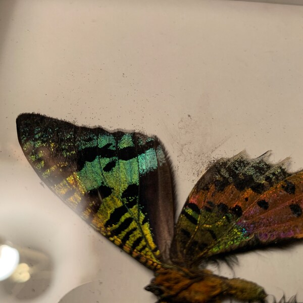 Real Luna Moth Taxidermy – Framed Butterfly Specimen In Black Wood Frame – Home Decor