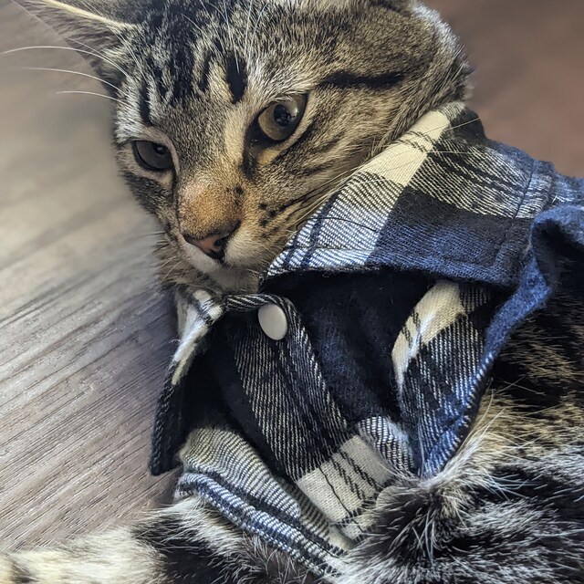 Flannel for Sphynx Cats Etsy