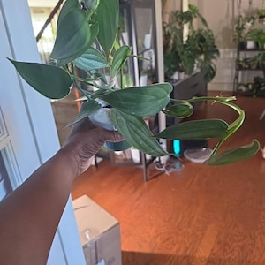 Shavandra ha añadido una foto de su compra