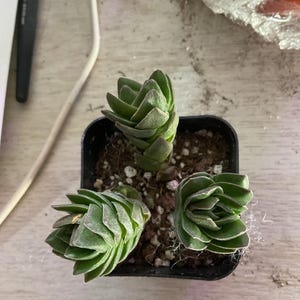 Brenda ha añadido una foto de su compra