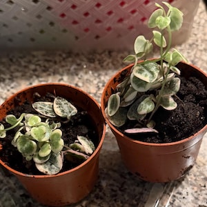 Kimberley added a photo of their purchase
