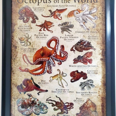Land Mammals of New York Poster Print / New York Mammals Field Etsy Land Mammals of New York Poster Print / New York Mammals Field Etsy