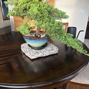 Procumbens Nana Bonsai Tree: 18-year-old Japanese Juniper in