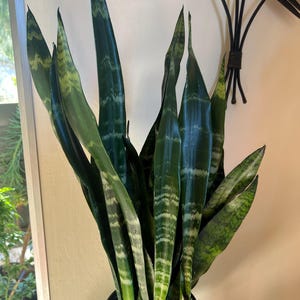 star succulent plant Haworthia cuspidata 'Star Window Plant' -