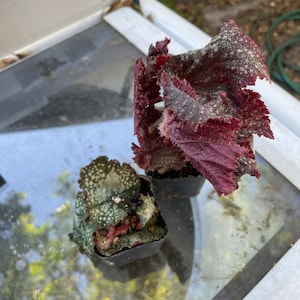 Peperomia 'ruby Ripple' - Etsy