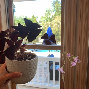 Alex heeft een foto van zijn/haar aankoop toegevoegd