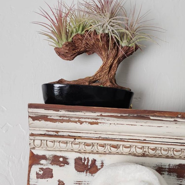 Resin Bonsai Air Plant Tree, Glued With Live Air Plants, Home and Office  Gift by Bubbleblooms - Etsy
