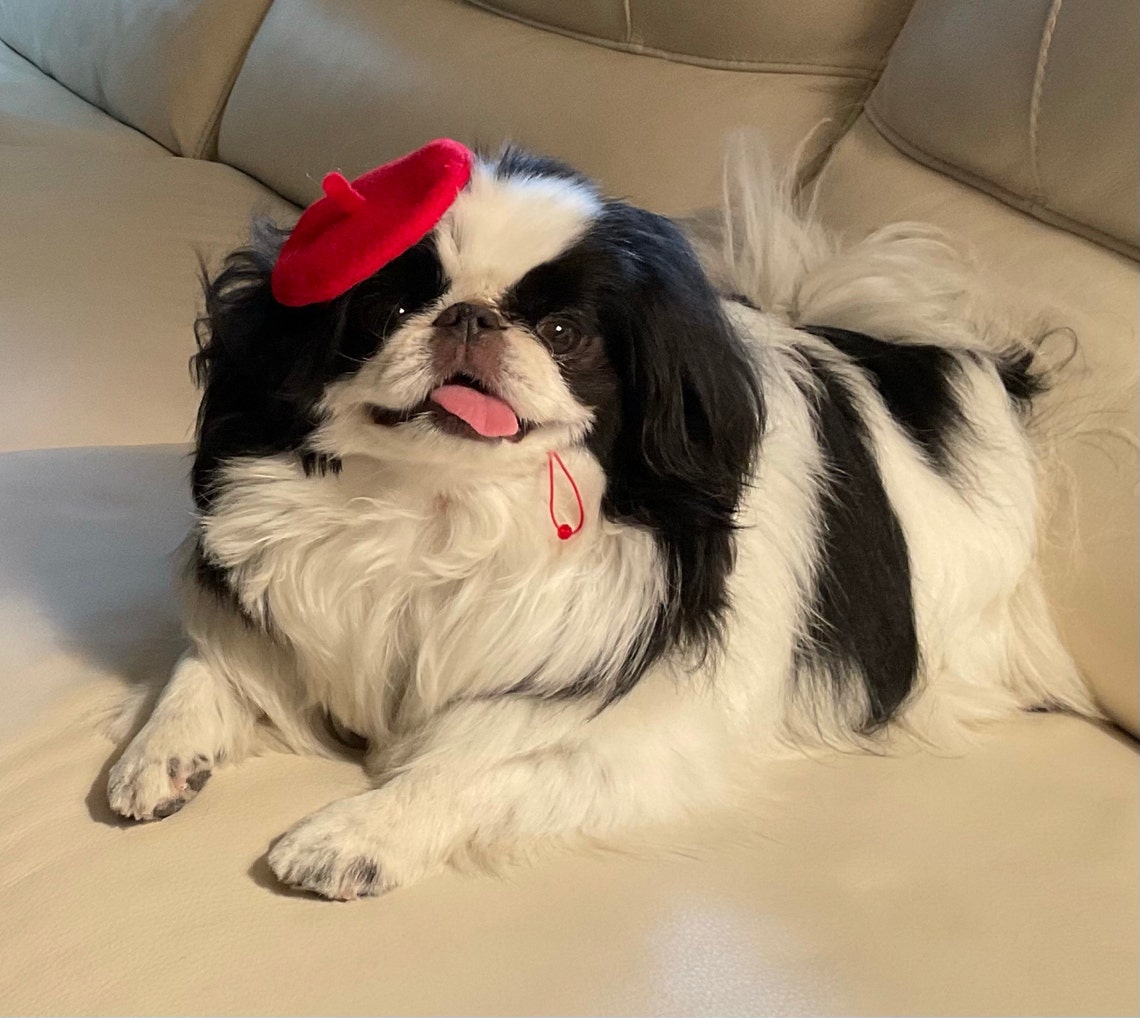 Customer photo of a pet with the Beret Personalized for small pet Raspberry