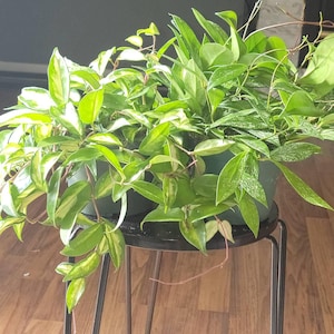 Kimi added a photo of their purchase