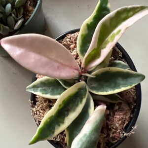 Hoya Krinkle 8 Albomarginata – Variegated Wax Plant – 4” Pot - Etsy