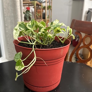 Candace added a photo of their purchase