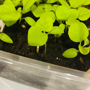 Tomato seed Riddle | Etsy