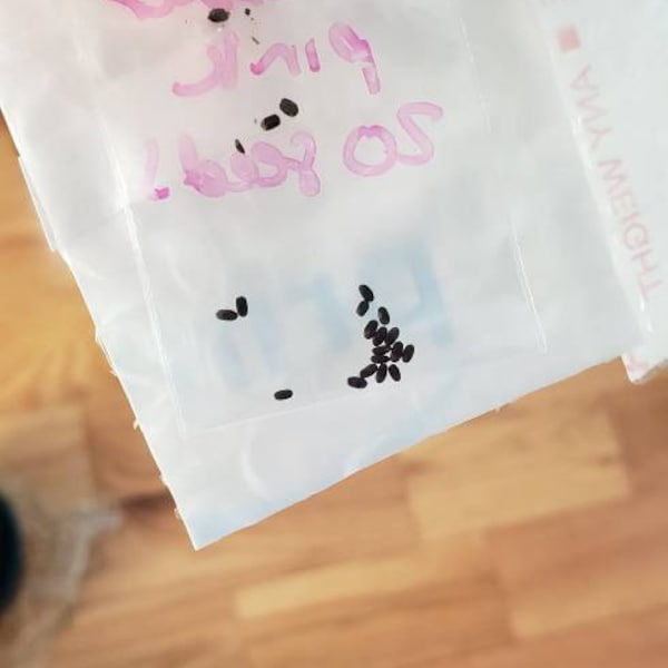 Lavender Pink (lavandula Angustifolia Rosea) - 20 Seeds - Etsy