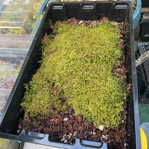 Jasonsphinx added a photo of their purchase