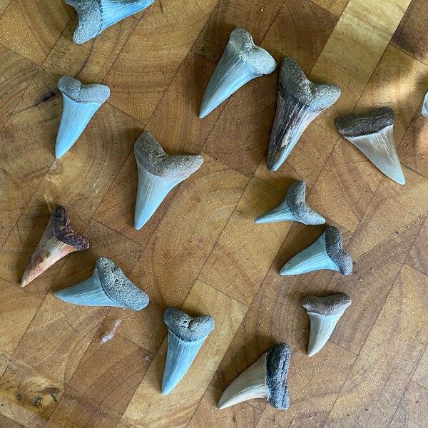 Huge Fossilized Ecphora Shell Fossil Shell Shell Fossil Fossilized ...