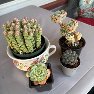 Echeveria Claudia,succulent Plant,succulent Gifts - Etsy