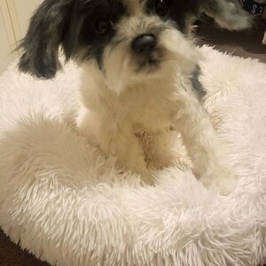 手作りシーズー子犬ぬいぐるみ、リアルなコレクター向け犬の肖像画