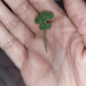 Real Five Leaf Clover LAMINATED Leaf Clover Lucky Charm