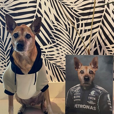 Mercydes, Formula Racing Car, Funny Pet Lover Gift, F1 Driver Team Pet ...