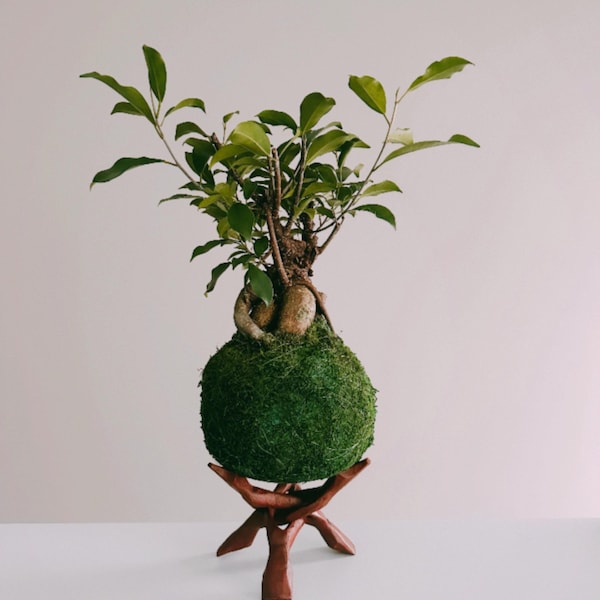 Levering Kokedama Ficus Tress