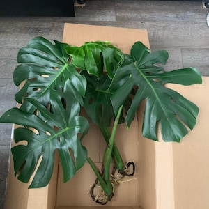 Emma added a photo of their purchase