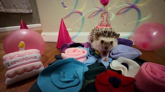 Customer photo of a pet with the First Birthday hat and matching tie or bow