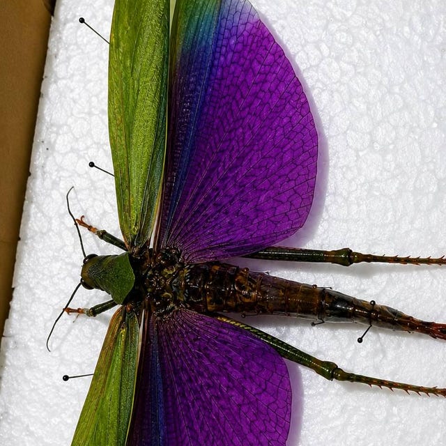 Titanacris Albipes - Taxidermized Giant Grasshopper - Insect From