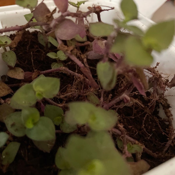 20 Live Dwarf Bolivian Wandering Jew Cuttings - Tradescantia Minima / Callisia Repens