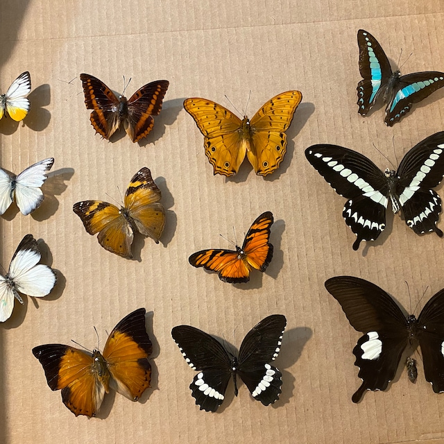 30pcs（Butterfly species with no duplicates）​natural Real Butterflies  Specimen
