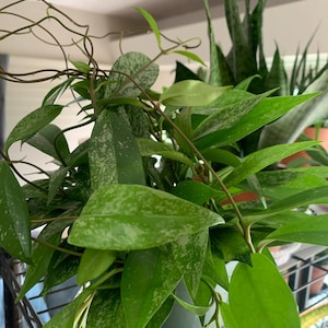 Cero added a photo of their purchase