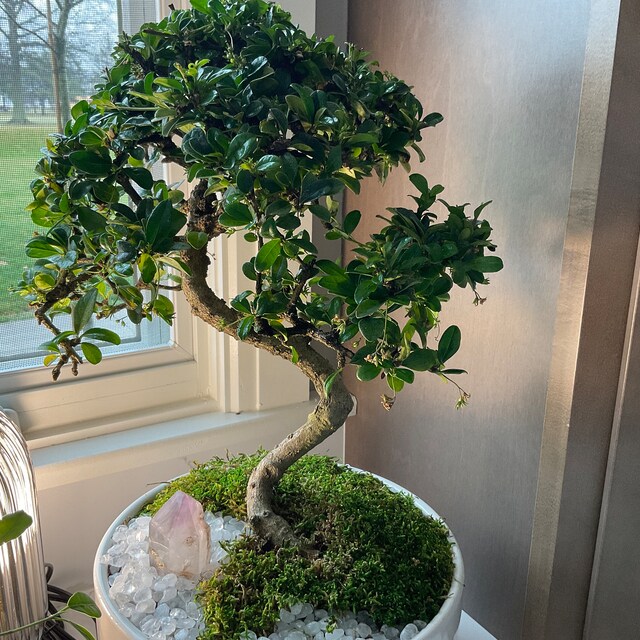 フィカス ベンガレンシス 142cm8号 S-shaped tree form Fukien Tea Bonsai Tree: S-shaped Indoor Garden - Etsy