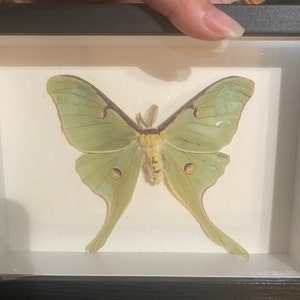 Mrs.Reaper added a photo of their purchase