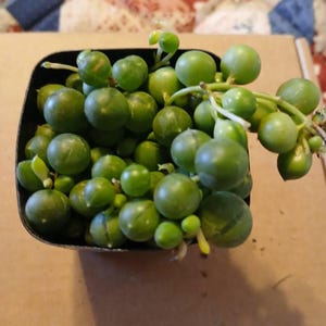 Mary added a photo of their purchase