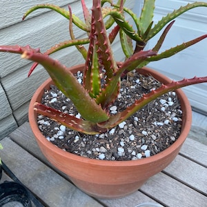 susana added a photo of their purchase