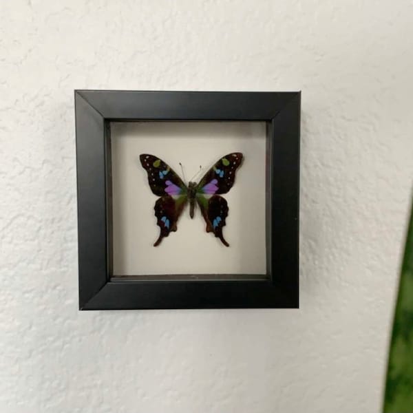 BicBugs Real Framed Graphium Weiskei Butterfly - Pink Purple Blue Indonesia Specimen