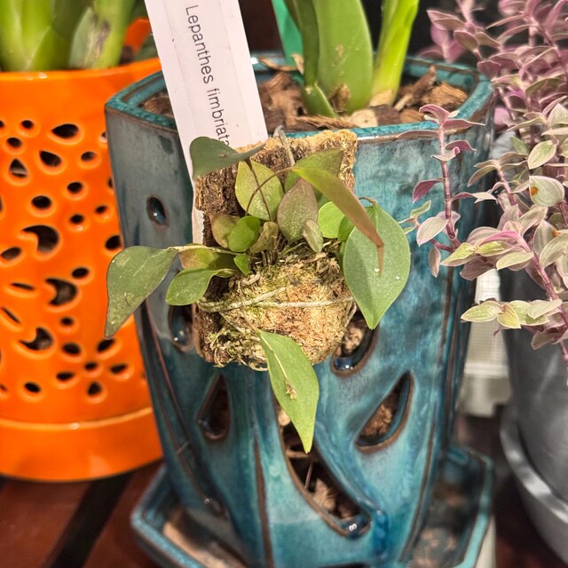 Lepanthes Fimbriata Miniatura Orchid - Etsy