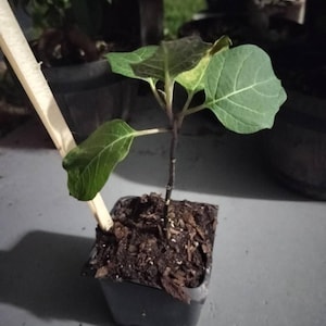 Myriah added a photo of their purchase