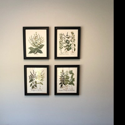 botanical herb prints set of 4 unframed botanical herb... Antique Herbs Print Set No. 29, Herb Prints, Vintage Botanical Art ...