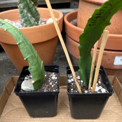 Epiphyllum Orchid Cactus 'Pegasus' Cutting – 8-10 Inch – Live Plant