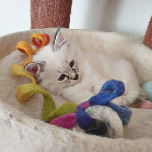 Kittenmama さんが購入した商品の写真を追加しました