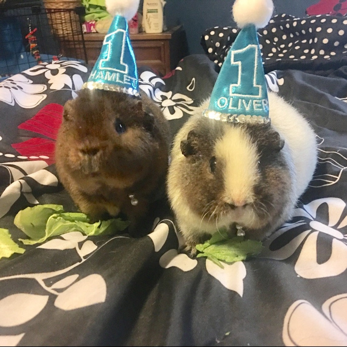 Customer photo of a pet with the First Birthday hat and matching tie or bow