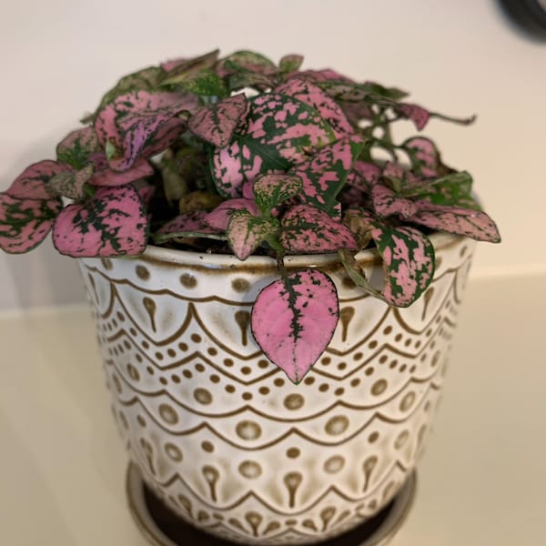 LIVE Splash Plant Pink Polka Dot Plant, Hypoestes Pink 4