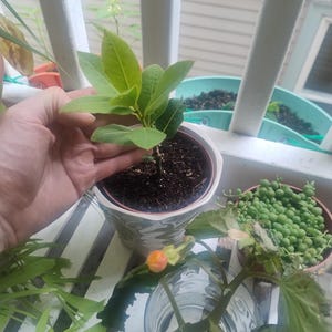 Alex added a photo of their purchase