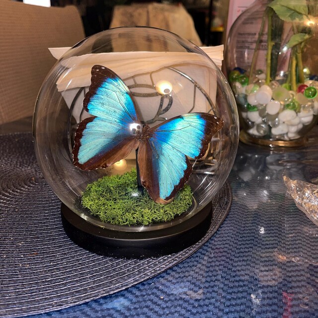 ガラスドームに保存された青い縞模様のモルフォ蝶 - Etsy 日本