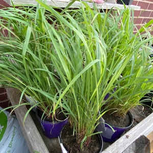 Ashley a ajouté une photo de son achat