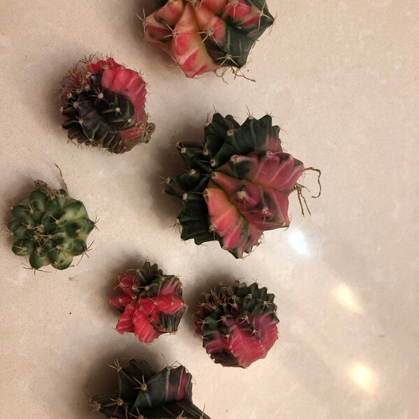 Jatropha Collection – Rare Exotic Succulent Cacti – 4 Live Plants, Collector Combo