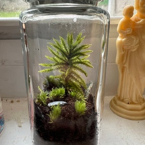 The Little Tree Terrarium Kit by Green Mountain Moss Live Moss ...