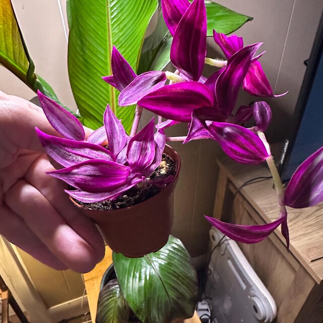 Tradescantia Pink Paradise ~ Wandering Jew Live Plant - Vibrant